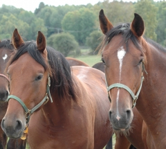 Test Pilot Toreador 130903-1